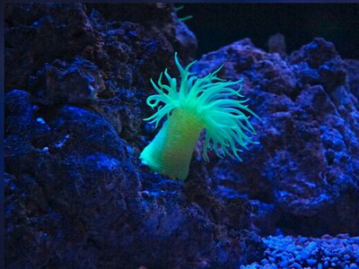 Халкуриас карлгрени (Halcurias carlgreni/Halcurias anemone)