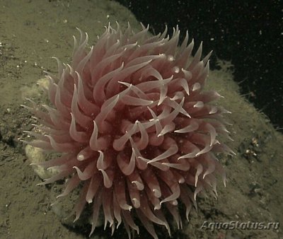 Анемон "Помпон", или Короткая липонема (Liponema brevicornis)