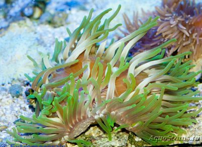 Анемон "Штопор" (Macrodactyla doreensis)