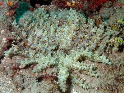 Анемон огненный Мегалактис Гриффитси (Megalactis griffithsi)
