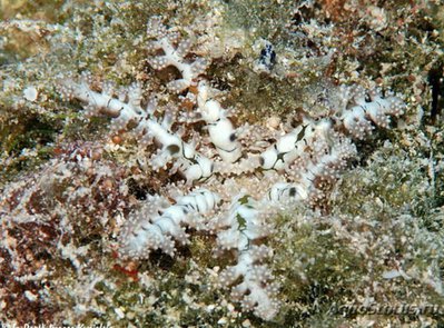 Анемон огненный (Megalactis hempriii)