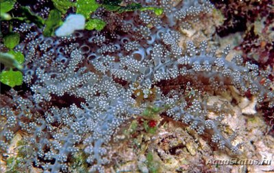 Анемон огненный (Megalactis hempriii)
