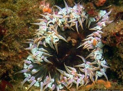 Фото Анемон Улактис концинната Oulactis concinnata  (photo#139382)