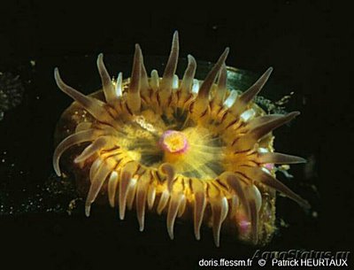  Анемон  Парактиния полосатая ( Paractinia striata )