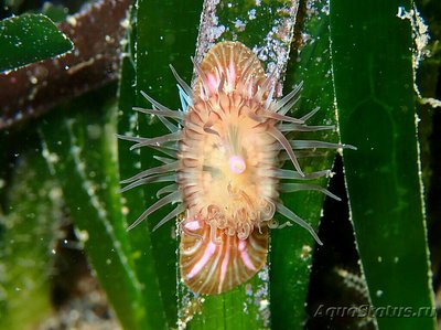  Анемон  Парактиния полосатая ( Paractinia striata )
