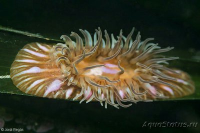  Анемон  Парактиния полосатая ( Paractinia striata )