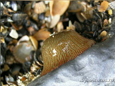  Анемон  Парактиния полосатая ( Paractinia striata )