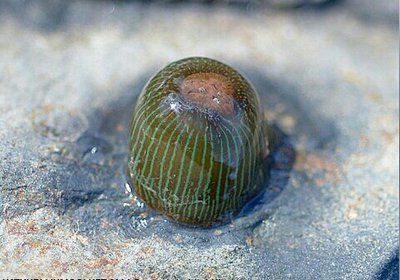 Анемон  Парактиния полосатая ( Paractinia striata )