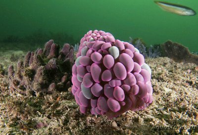 Анемон блуждающий Фли­ктенактис туберкулез­ный ( Phlyctenactis tuberc­ulosa )