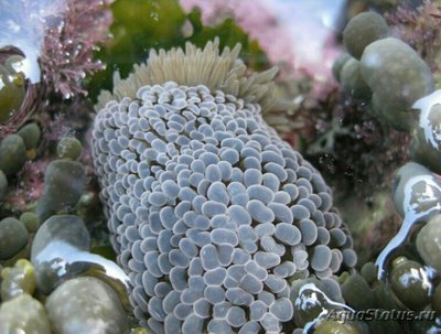 Анемон блуждающий Фли­ктенактис туберкулез­ный ( Phlyctenactis tuberc­ulosa )
