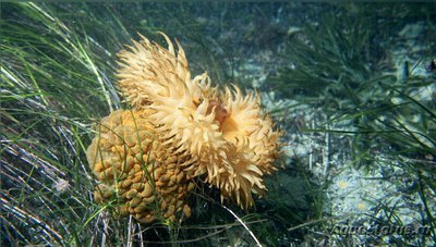 Анемон блуждающий Фли­ктенактис туберкулез­ный ( Phlyctenactis tuberc­ulosa )