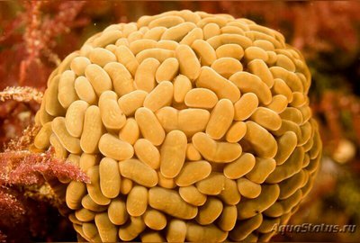 Анемон блуждающий Фли­ктенактис туберкулез­ный ( Phlyctenactis tuberc­ulosa )