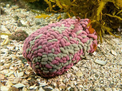 Анемон блуждающий Фли­ктенактис туберкулез­ный ( Phlyctenactis tuberc­ulosa )