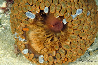 Анемон блуждающий Фли­ктенактис туберкулез­ный ( Phlyctenactis tuberc­ulosa )