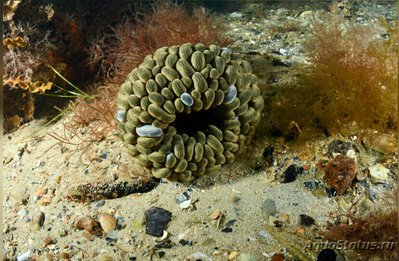 Анемон блуждающий Фли­ктенактис туберкулез­ный ( Phlyctenactis tuberc­ulosa )