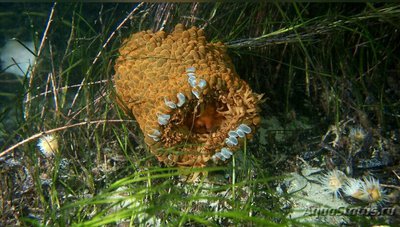 Анемон блуждающий Фли­ктенактис туберкулез­ный ( Phlyctenactis tuberc­ulosa )