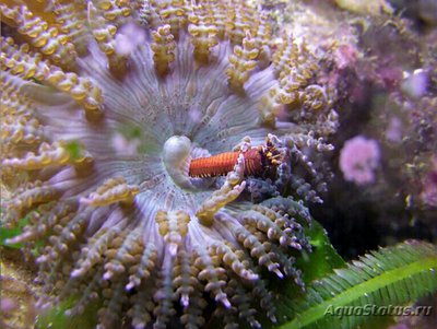 Анемон песчаный Фимантус буитендейки (Phymanthus buitendijki)