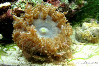 Анемон песчаный Фимантус буитендейки (Phymanthus buitendijki)