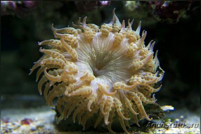 Анемон песчаный Фимантус буитендейки (Phymanthus buitendijki)
