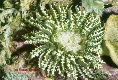 Анемон песчаный Фимантус буитендейки (Phymanthus buitendijki)