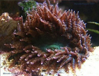 Анемон песчаный Фимантус буитендейки (Phymanthus buitendijki)