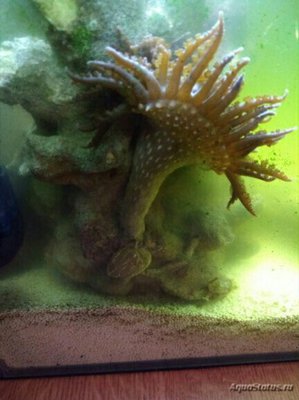 Анемон песчаный Фимантус буитендейки (Phymanthus buitendijki)