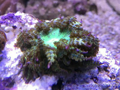 Анемон песчаный Фимантус буитендейки (Phymanthus buitendijki)