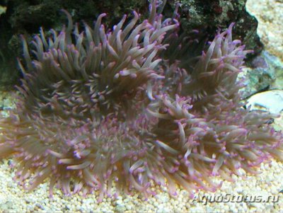  Анемон кожистый, или Радиантус хрустящий (Radianthus crispa)