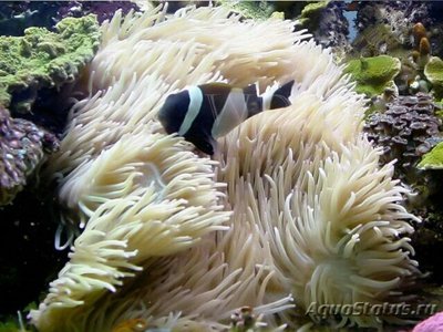  Анемон кожистый, или Радиантус хрустящий (Radianthus crispa)
