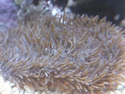  Анемон кожистый, или Радиантус хрустящий (Radianthus crispa)