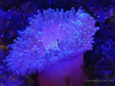 Aнемон маврикийский, или Радиантус великолепный (Radianthus magnifica)