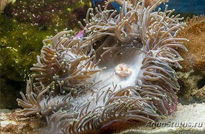Aнемон маврикийский, или Радиантус великолепный (Radianthus magnifica)