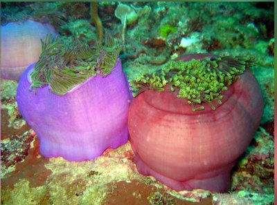 Aнемон маврикийский, или Радиантус великолепный (Radianthus magnifica)