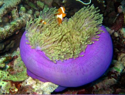 Aнемон маврикийский, или Радиантус великолепный (Radianthus magnifica)