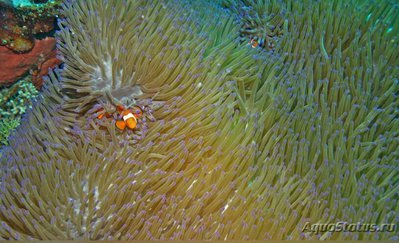 Aнемон маврикийский, или Радиантус великолепный (Radianthus magnifica)