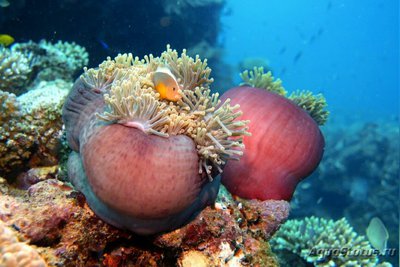 Aнемон маврикийский, или Радиантус великолепный (Radianthus magnifica)