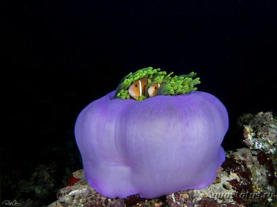 Aнемон маврикийский, или Радиантус великолепный (Radianthus magnifica)
