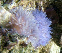 Анемон гавайский, или Радиантус малу (Radianthus malu)