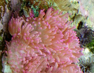 Анемон гавайский, или Радиантус малу (Radianthus malu)