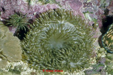 Анемон гавайский, или Радиантус малу (Radianthus malu)