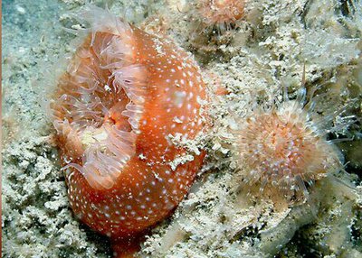  Анемон Сагартия Тангроза (Sagartia elegans miniata)