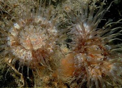 Фото Анемон Сагартия Тангроза Sagartia elegans miniata (photo#139535)