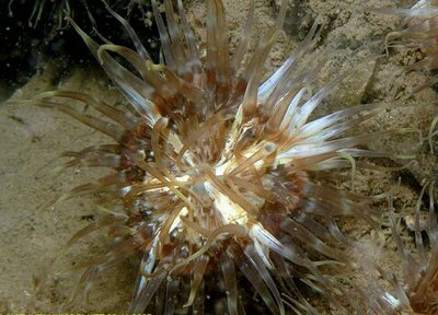 Фото Анемон Сагартия Тангроза Sagartia elegans miniata (photo#139536)