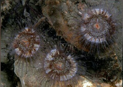 Фото Анемон Сагартия Тангроза Sagartia elegans miniata (photo#139537)