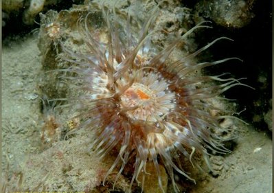 Фото Анемон Сагартия Тангроза Sagartia elegans miniata (photo#139538)