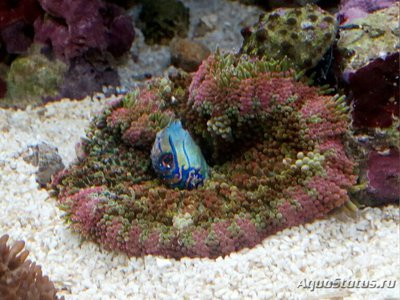 Анемон Мин Макс, или Стиходактила сп. 01 (Stichodactyla sp.01/Dwarf Anemone)