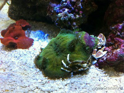 Анемон Мин Макс, или Стиходактила сп. 01 (Stichodactyla sp.01/Dwarf Anemone)