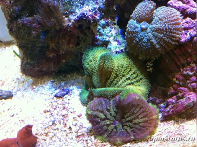 Анемон Мин Макс, или Стиходактила сп. 01 (Stichodactyla sp.01/Dwarf Anemone)
