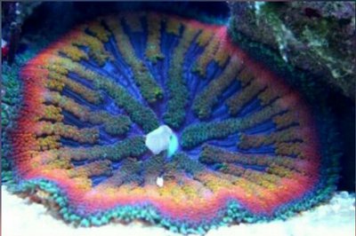 Анемон Мин Макс, или Стиходактила сп. 01 (Stichodactyla sp.01/Dwarf Anemone)