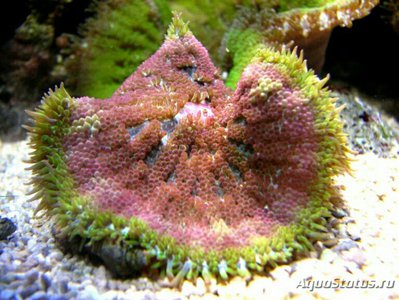 Анемон Мин Макс, или Стиходактила сп. 01 (Stichodactyla sp.01/Dwarf Anemone)